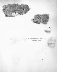 Irpex lacteus image